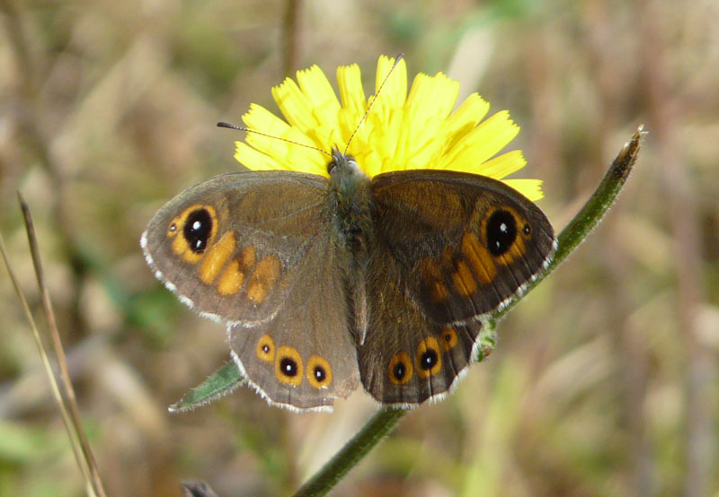 Erebia da identificare